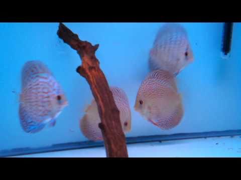 Group of 4 young Discus ( Penang Eruption, Altum Flora )