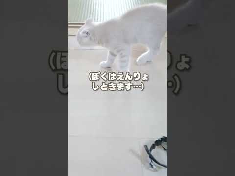 ただの腕時計にビビりすぎな子猫【スコティッシュフォールド】#shorts