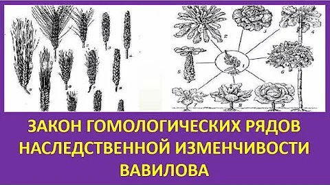20. Закон гомологических рядов наследственной изменчивости Вавилова