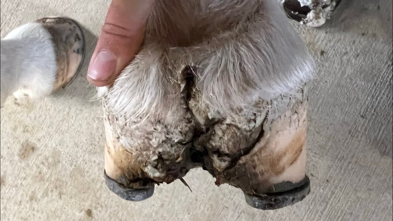 I Thought My Horse Would Never Walk Again!!! Severe Hoof Injury/Heel Bulb  Laceration Recovery! - YouTube