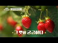 [141회] 오직 직거래만! 딸기로 연매출 3억5천 달성한 비법공개~!