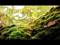 Morning Relaxing Music - Piano Music, Peaceful Birds Singing, Positive Music, Stress Relief, Study