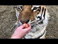 Разгрузочный день у Тигров/tigers have a hungry day