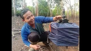 BURUNG APUNG TANAH / BRANJANGAN KW , JANGAN SALAH PILIH PIAN , HRUS DI BEDA KAN 👍