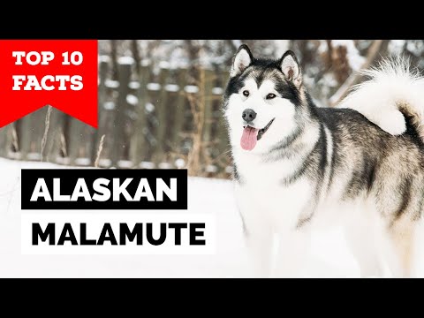 Video: Izbira najboljšega skupnega dodatka za aljaski malamut - 6 stvari, ki jih morate vedeti