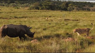 Lions and Rhinos Battle as they Face Off in One Sided Contest