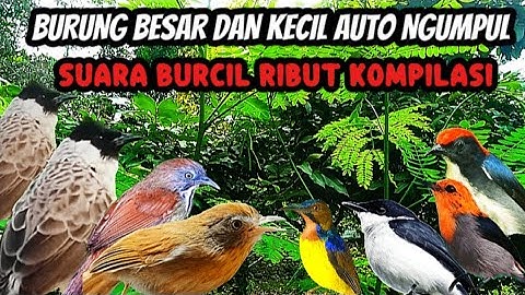 SUARA PIKAT BURUNG BESAR DAN KECIL‼️auoto  ngumpul langsung anti zonk