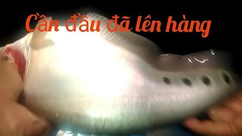 Cắm câu thác lác cườm cuối mùa #tuanvlogssanbatmuusinh