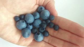 Как слепить чернику и голубику из холодного фарфора легко и просто. Blueberry from cold porcelaine.