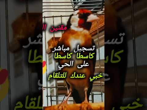 تغريد مقنين سوق أهراس طائر الحسون Birds