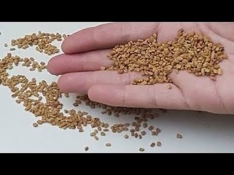 في شعبان ديري الحلبة كطبخ والسحر كيتفسخ سارعوا اعملوها باش تحيدو السحر البعيد والقريب أحسن تفوسيخة