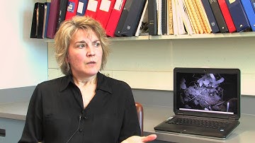 Fear and Predator-Prey Relationship