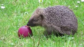 Hedgehog eating fruit (in colour!)