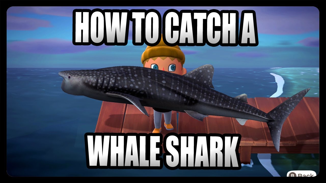 How To Catch a Whale Shark in Animal Crossing New Horizons!