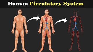 Inside the Human Circulatory System : Organs & Functions