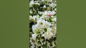 تلاوة عطرة //القارئ فايح الحارثي