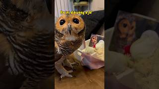 Mencarikan Bibib jodoh Part 2 #burunghantu #owl #animal #funny