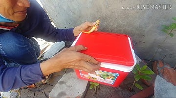 Câu Cá Ngát Điễm Củ Bễ Đầu | giang trần cà mau