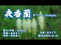 夜香蘭/ 丘みどり (歌詞中譯) カバー:胡淑芳 発売日:2025.02.26