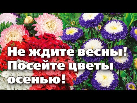 Видео: Посев семян цветов под зиму: узнайте о цветах для зимнего посева
