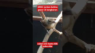 Download Lagu SRDC jantan betina gacor di kandang ternak#shorts #short #srdcgacor MP3