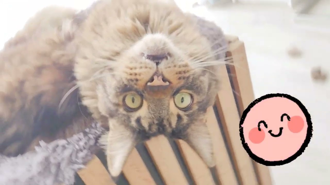 New furniture for the cat -Harry