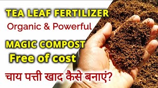 Best fertilizer for pot gardening, How to make Tea leaf fertilizer, चाय पत्ती से बनाएं पावरफुल खाद