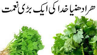 Hara Dhaniya Khane ke Fayde | Benefits of Eating Coriander Leaves