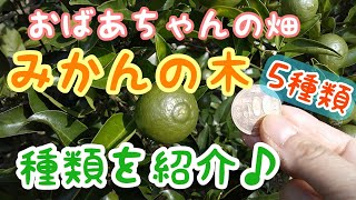 【28】せとか デコポン スイートスプリング はっさく 日向夏    おばあちゃんの畑のみかんの木の種類を紹介♪ 果樹栽培記録（家庭菜園日記 7月）【おばあちゃんのお庭】