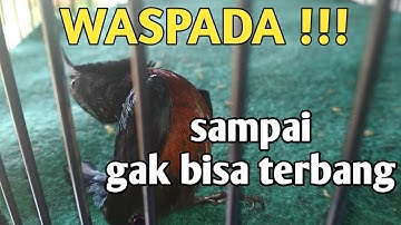 Burung Kolibri ninja over birahi bikin kepala pusing