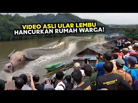 Bukti Video Ular Lembu, Hancurkan Rumah Warga Di Sungai Mahakam