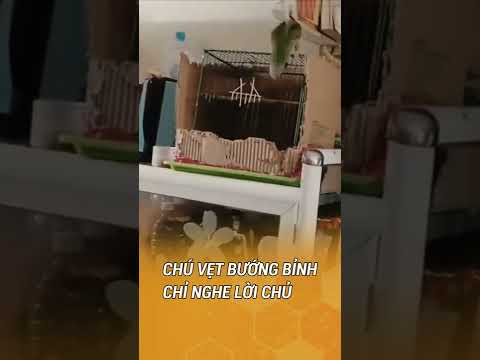 Video Vẹt ương bướng chỉ nghe lời chủ nhà - youtube