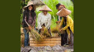 Rain's Symphony for Enhanced Productivity