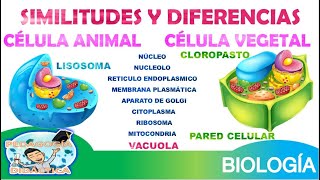DIFFERENCES AND SIMILARITIES BETWEEN PLANT AND ANIMAL CELLS