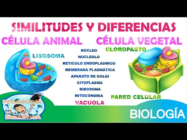 Diferencias Entre Células Vegetales Y Animales greatfuture.org.pk