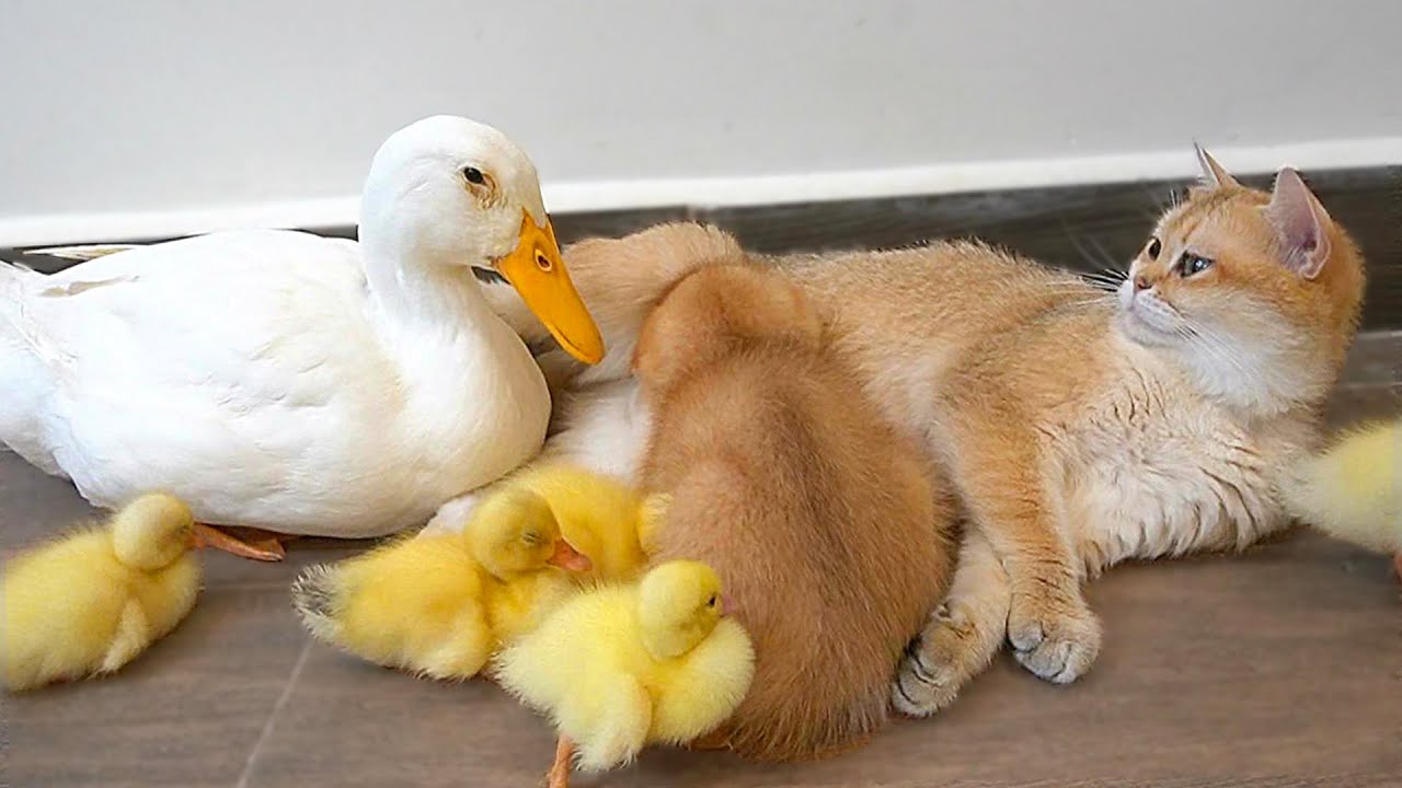 Mother duck takes her cute ducklings to sleep with mother cat, so