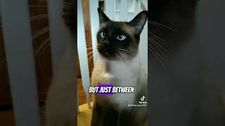 #youtubeshorts #capcut #catvideos #siamese #siamesecats #trending #funny #funnyvideo