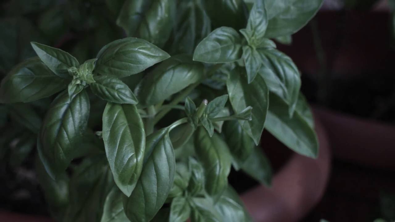 Basil the "King of Herbs" Canon EOS M ML Raw video YouTube