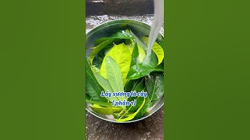 Myn lấy xương lá cây làm đồ trang trí #myn #diy #handmade #xuhuong