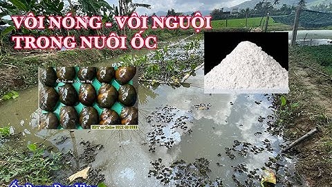 Tầm Quan Trọng Của Vôi Trong Nuôi Ốc Bươu Đen, Ốc Nhồi: Ốc Nhồi Giống Đắk Lắk