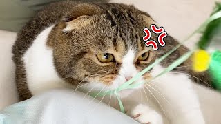 飼い主の妹が遊びに来たら猫に怒られました…🐈