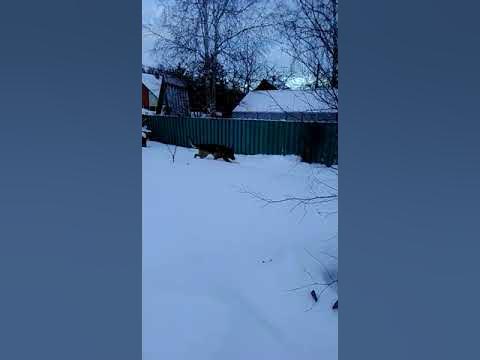 Флари - YouTube