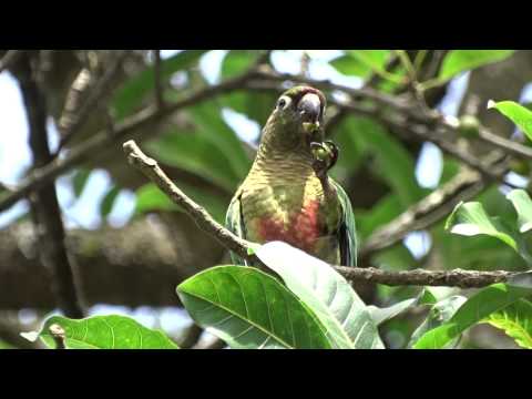 TIRIBA DE TESTA VERMELHA (PYRRURA FRONTALIS) TIRIBA DE TESTA VERMELHA (PYRRURA FRONTALIS)