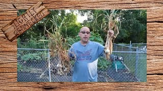 Growing Garlic From Start To Finish