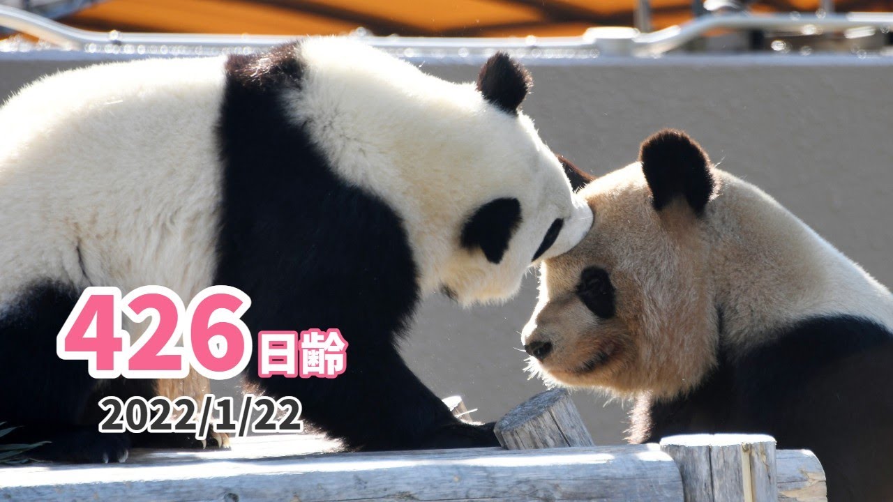 ジャイアントパンダ 楓浜 かまってのタイミングが合わない 426日齢 Youtube