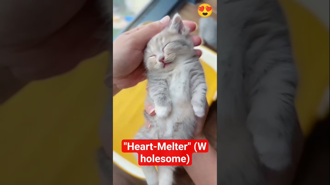 Meet the newest member of the family. 🥺 My heart is officially melted. #cat #cute #music#funnyanimal