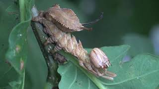 Lobster Moth: Raw Footage (4K Quality) / Stauropus fagi - Weird nature