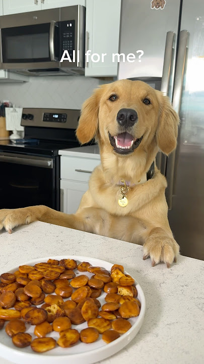 Easy & simple home made dog treats! Single ingredient dog treat! #dogtreats #dogfood