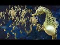 Amazing Male Seahorse Giving Birth To Thousands Of Babies Underwater