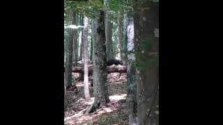 Встреча в лесу на копе #кладоискатель #копвкрыму #кабаны
